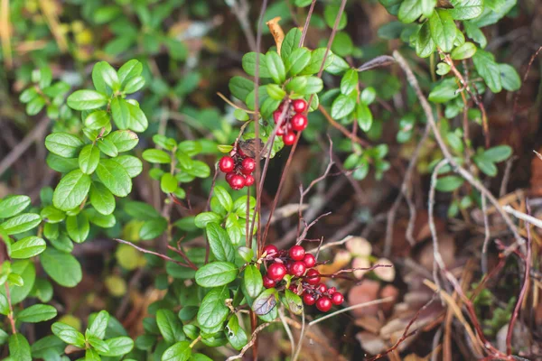 Proces Van Het Verzamelen Plukken Van Bessen Het Bos Van — Stockfoto