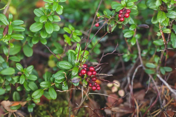 Proses Mengumpulkan Dan Memetik Buah Berry Hutan Utara Swedia Lapland — Stok Foto