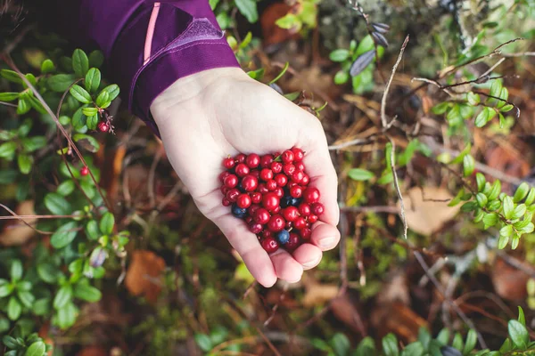 Process Collecting Picking Berries Forest Northern Sweden Lapland Norrbotten Norway — Stock Photo, Image