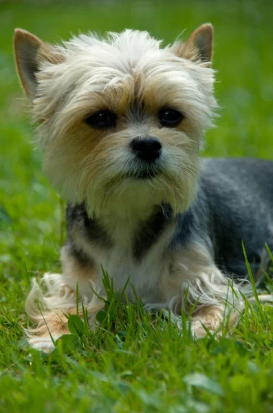 Cão pequeno — Fotografia de Stock