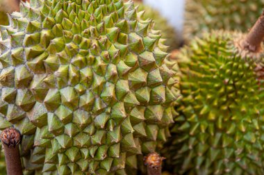 Jack Fruit Singapur 'da pazarda..