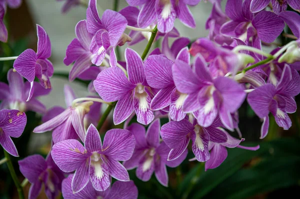 Jardín Botánico Orquídea Singapur — Foto de Stock