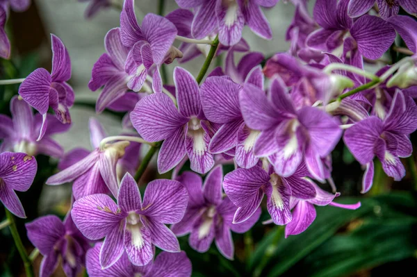 Jardín Botánico Orquídea Singapur — Foto de Stock