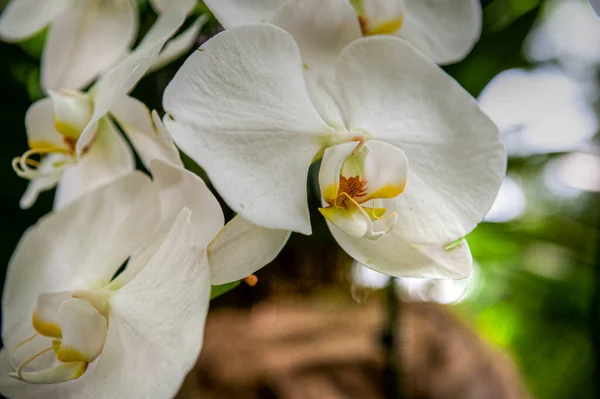 Jardín Botánico Orquídea Singapur — Foto de Stock