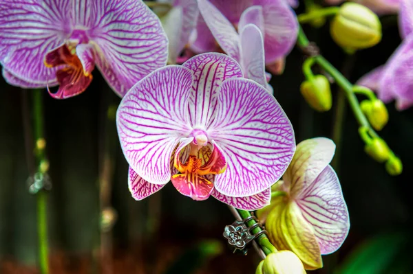 Jardín Botánico Orquídea Singapur — Foto de Stock