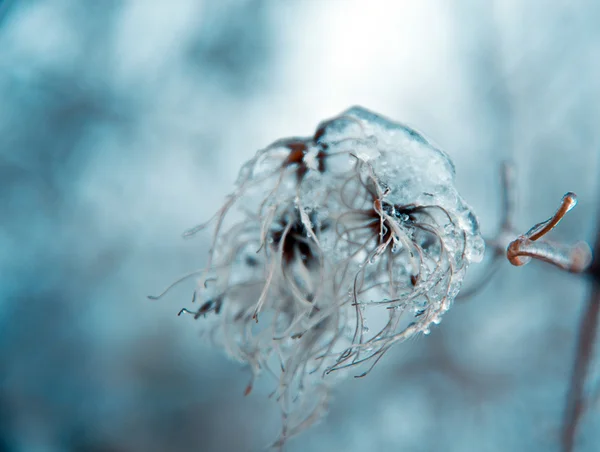 Arbustos de gelo — Fotografia de Stock