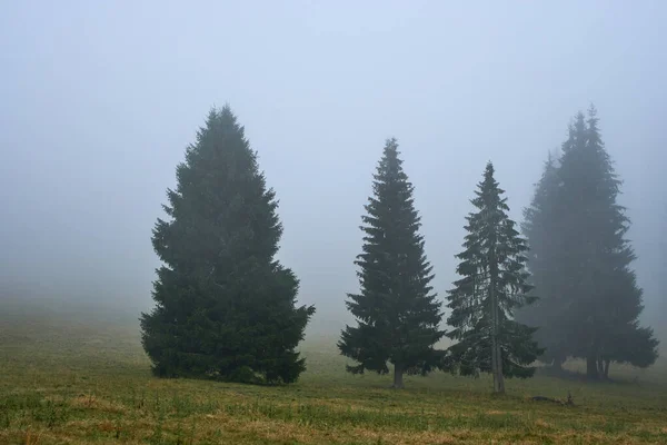 Горный Луг Хвойный Лес Утреннем Тумане — стоковое фото