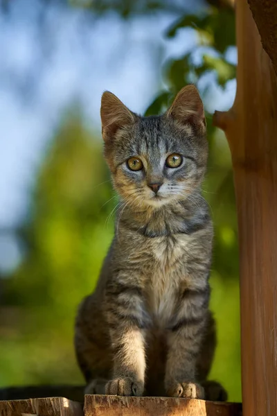 Foto Anak Kucing Kecil Luar Rumah Taman Musim Panas — Stok Foto