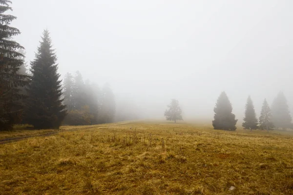 Горный Луг Хвойный Лес Утреннем Тумане — стоковое фото