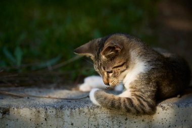 Küçük kedi yavrularının yaz bahçesindeki fotoğrafları.