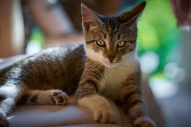 Küçük kedi yavrularının yaz bahçesindeki fotoğrafları.