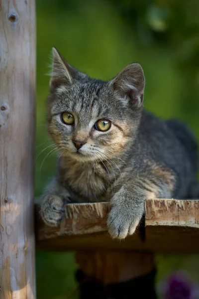 Zdjęcie Małych Kociąt Świeżym Powietrzu Ogrodzie Letnim — Zdjęcie stockowe