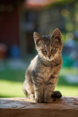 Küçük kedi yavrularının yaz bahçesindeki fotoğrafları.