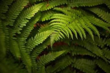 Yeşil eğreltiotu yaprakları Athyrium filix-femina
