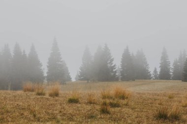 Dağ çayırı ve kozalaklı orman Sabah sisi.