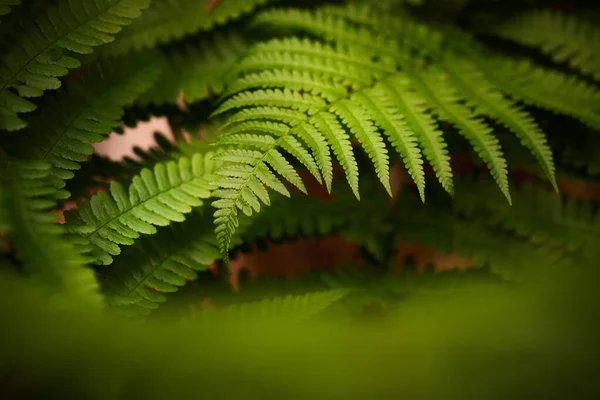 Yeşil Eğreltiotu Yaprakları Athyrium Filix Femina — Stok fotoğraf