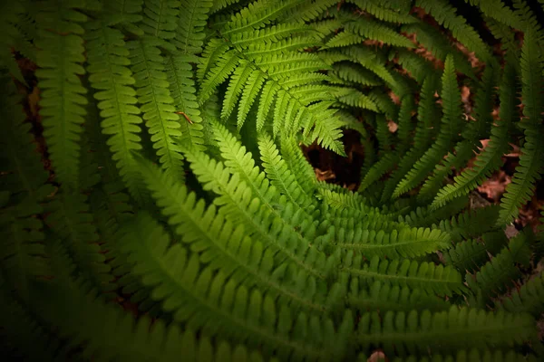 Folhas Beleza Samambaia Verde Athyrium Filix Femina — Fotografia de Stock