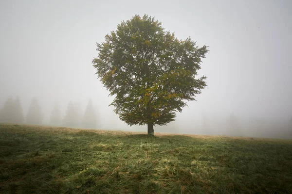 Одинокое Массивное Дерево Посреди Туманного Горного Луга — стоковое фото