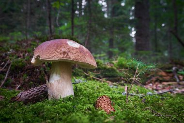Boletus edulis - edible mushroom. Boletus growing in the central Europe forests. Other names: cep, porcino, dubak, penny bun, porcini, king bolete