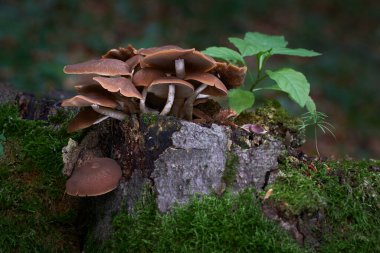 Psathyrella piluliformis Common Stump Brittlestem inedible mushroom. Reddish-brown mushroom that grows steeply in large groups.
