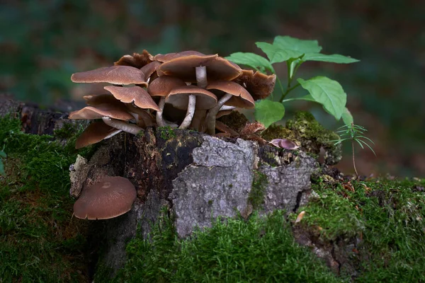 Psathyrella Piluliformis Common Stump Brittlestem Inedible Mushroom Reddish Brown Mushroom — Stockfoto