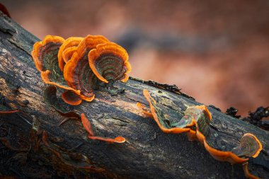 Stereum subtomentosum - multi-colored mushrooms growing in a group on a old tree stump.