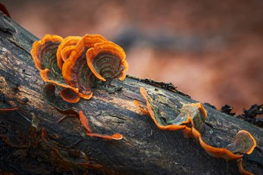 Stereum subtomentosum - multi-colored mushrooms growing in a group on a old tree stump. clipart