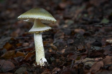Amanita falloides zehirli ang tehlikeli mantar, genellikle ölüm şapkası olarak bilinir