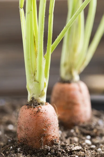 Two Carrots in Soil — Stock Photo, Image