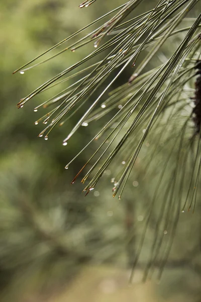 Dennennaalden - close-up — Stockfoto