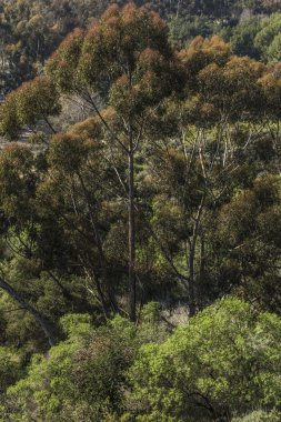 güzel sonbahar yaprakları