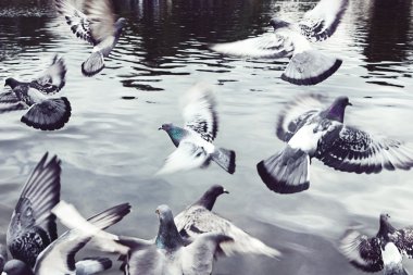 Flock saçılma güvercin