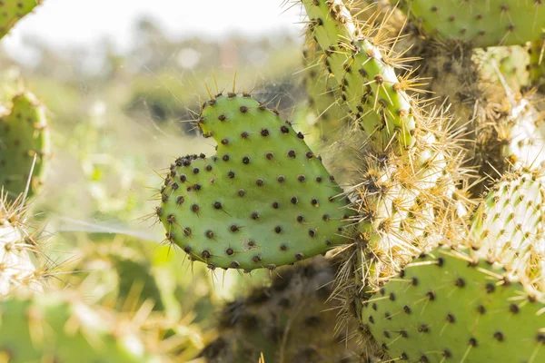 サボテンの植物 — ストック写真