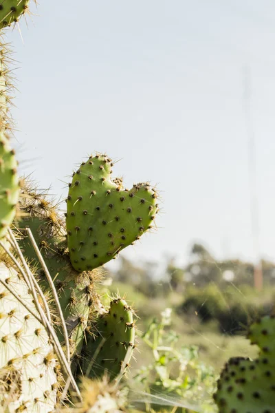 サボテンの植物 — ストック写真