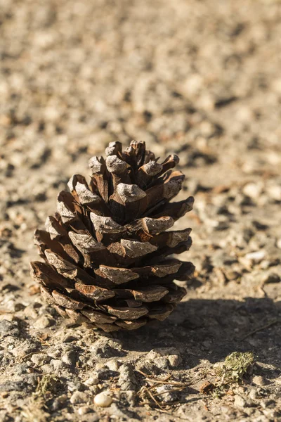 고독한 pinecone — 스톡 사진