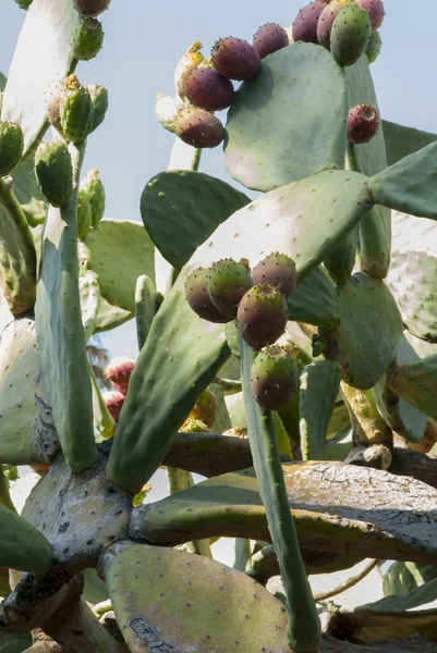 Kaktusar — Stockfoto