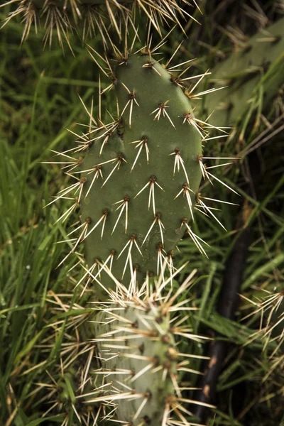 Ostnaté kaktus — Stock fotografie