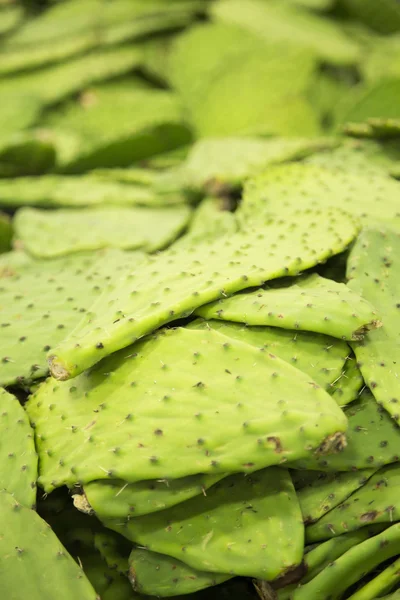 Fresh cactus — Stock Photo, Image