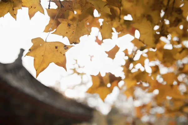 Осіннє листя на дереві — стокове фото
