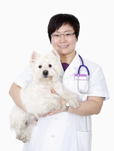 Veterinarian holding a dog — Stock Photo, Image