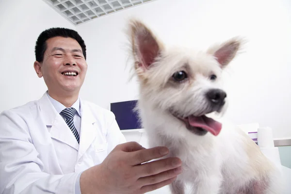 Hund i veterinär kontor — Stockfoto