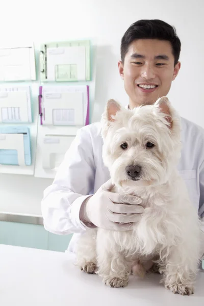 Ветеринар с собакой в офисе — стоковое фото