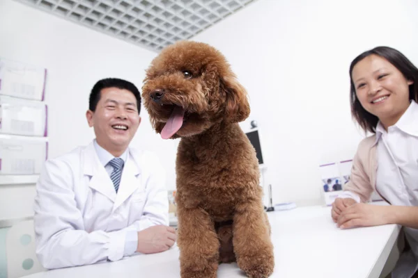 Женщина с собакой в ветеринарном кабинете — стоковое фото