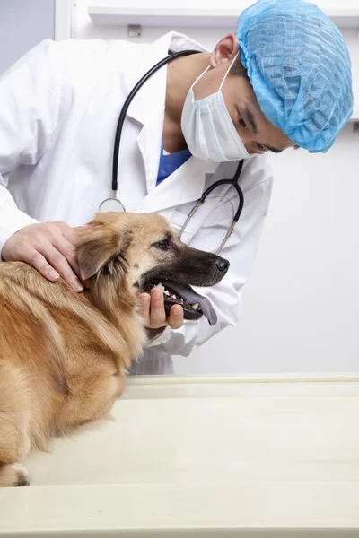 Vétérinaire avec chien en salle d'examen — Photo