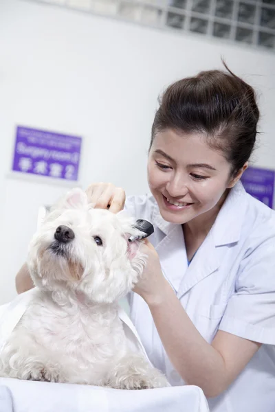 Hund i veterinär kontor — Stockfoto