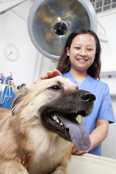Vétérinaire avec chien en salle d'examen — Photo