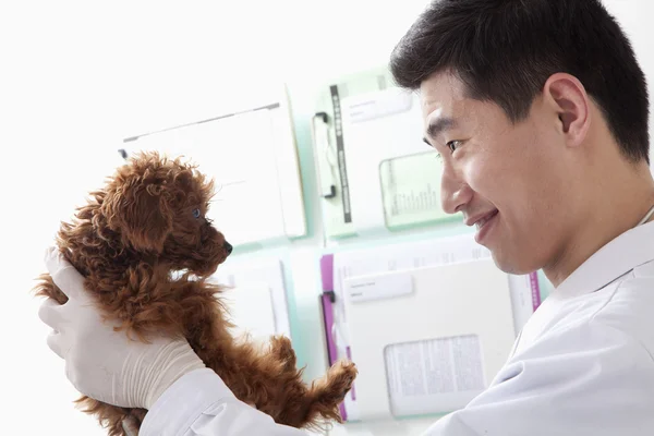 Veterinarian holding dog in office — Stock Photo, Image
