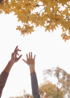 Gingko yaprağı için ulaşan Çift