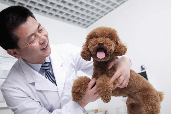 Perro en la oficina del veterinario — Foto de Stock