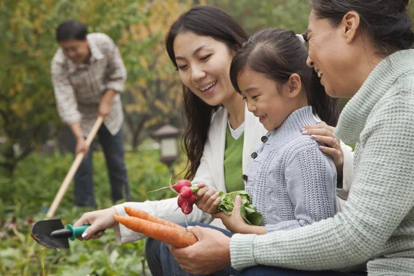 Familjen skörda grönsaker i trädgården — Stockfoto